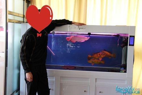 如何判斷藍(lán)背龍魚(yú)的品相好壞：如何判斷藍(lán)背龍魚(yú)的品相？