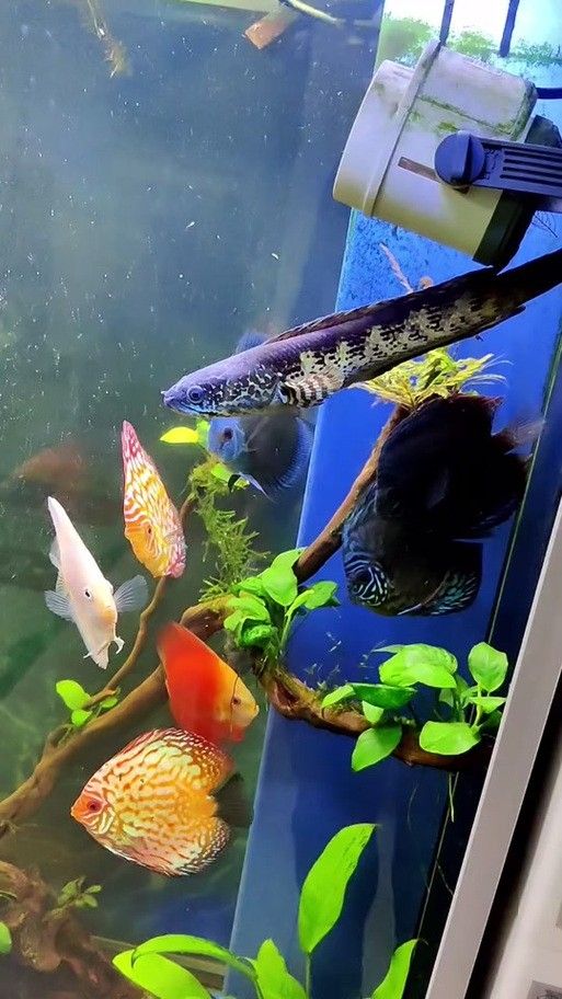 如何判斷藍(lán)背龍魚(yú)的品相好壞：如何判斷藍(lán)背龍魚(yú)的品相？