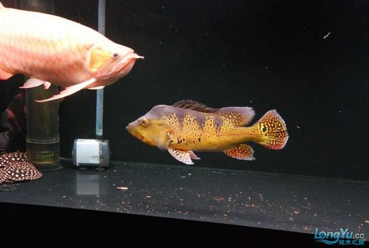 如何判斷藍(lán)背龍魚(yú)的品相好壞：如何判斷藍(lán)背龍魚(yú)的品相？