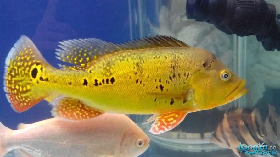 如何判斷藍(lán)背龍魚(yú)的品相好壞：如何判斷藍(lán)背龍魚(yú)的品相？