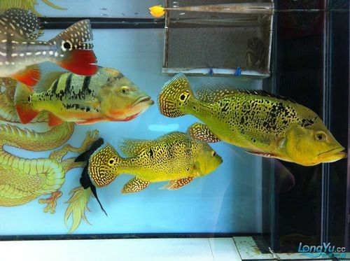 如何判斷藍(lán)背龍魚(yú)的品相好壞：如何判斷藍(lán)背龍魚(yú)的品相？