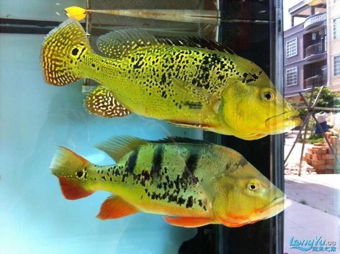 如何判斷藍(lán)背龍魚(yú)的品相好壞：如何判斷藍(lán)背龍魚(yú)的品相？