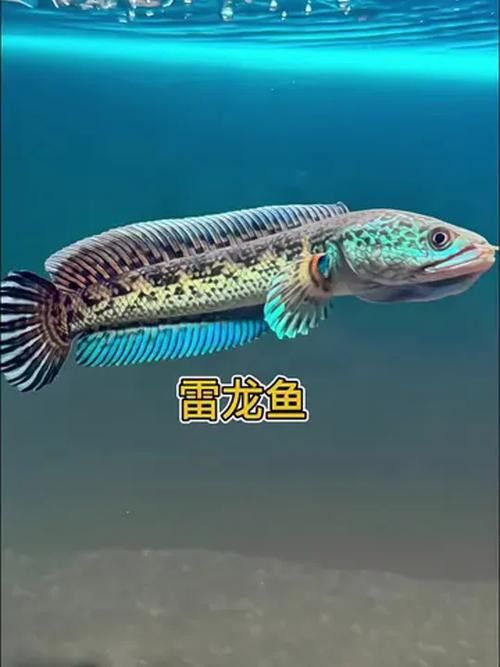 哪些雷龍魚品種比較溫和？