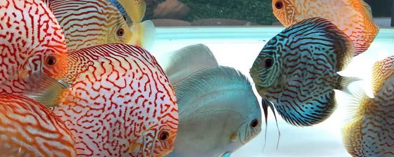 七彩龍魚能養(yǎng)多大的魚魚：七彩龍魚的養(yǎng)殖大小主要取決于其品種以及養(yǎng)殖環(huán)境