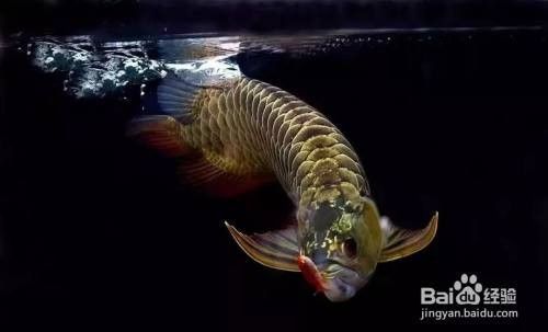龍魚如何開口：如何讓龍魚開口