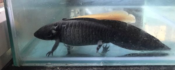 巴卡雷龍魚繁殖環境布置技巧：巴卡雷龍魚的繁殖環境布置是確保它們成功繁衍的關鍵