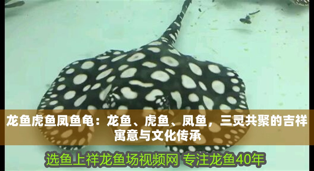 龍魚虎魚鳳魚龜：龍魚、虎魚、鳳魚，三靈共聚的吉祥寓意與文化傳承 龍魚虎魚鳳魚龜：龍魚、虎魚、鳳魚，三靈共聚的吉祥寓意與文化傳承 龍魚百科 第1張
