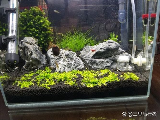 龍魚缸造景圖片大全 生態(tài)板