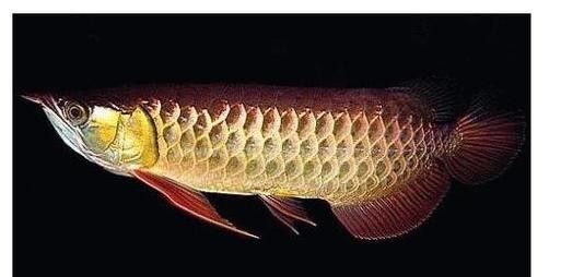 高背金龍魚發色過程圖片大全
