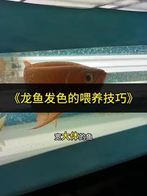 高背金龍魚發色過程圖片大全