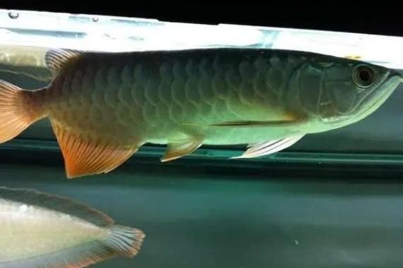 高背金龍魚發色過程圖片大全