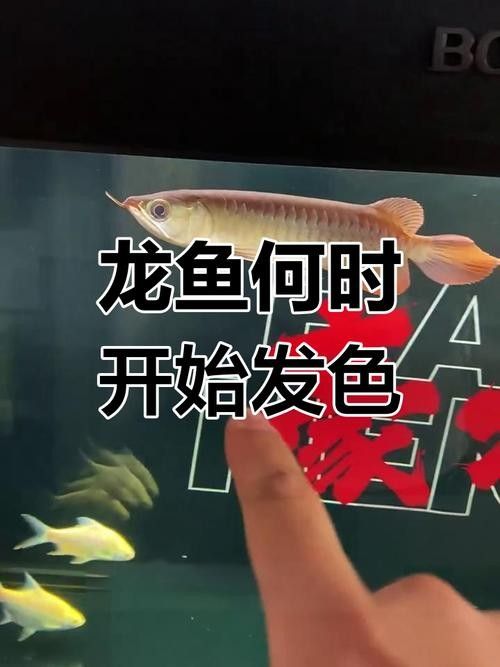 高背金龍魚發色過程圖片大全