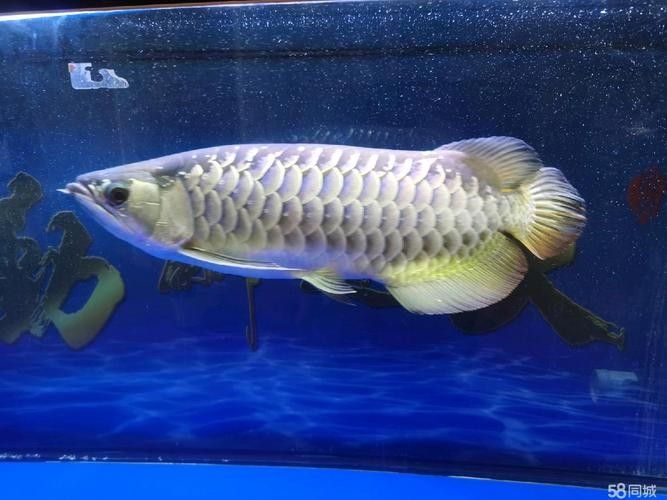 高背金龍魚發色過程圖片大全