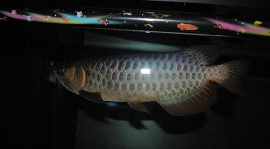 高背金龍魚發色過程圖片大全