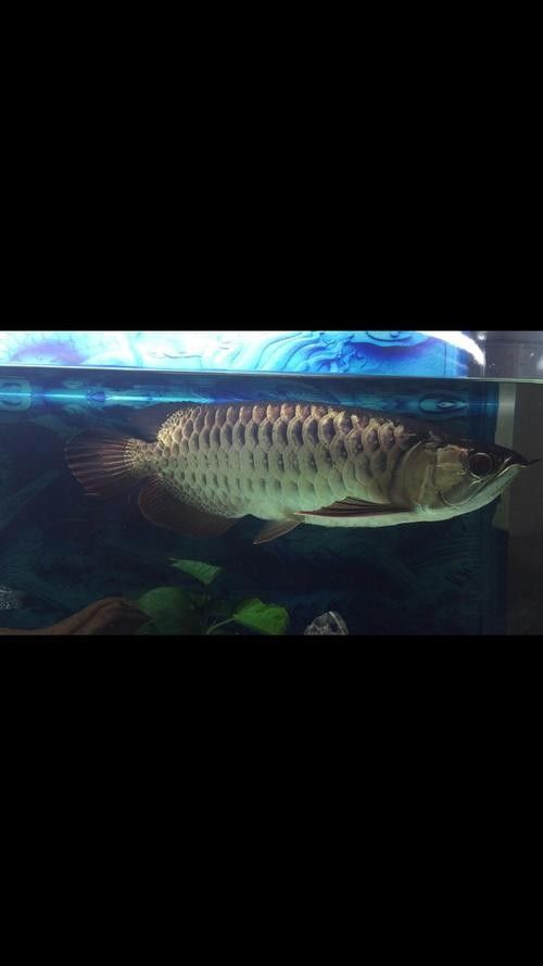 高背金龍魚發色過程圖片大全