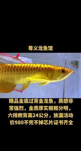 高背金龍魚發色過程圖片大全