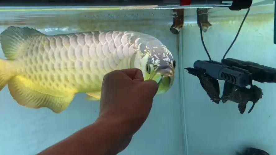 高背金龍魚發色過程圖片大全