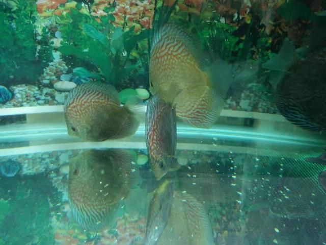 七彩神仙魚能和金龍魚混養(yǎng)嗎：七彩神仙魚和金龍魚在混養(yǎng)方面存在一些要考慮的因素