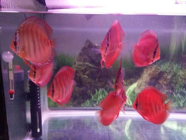 七彩神仙魚能和金龍魚混養(yǎng)嗎：七彩神仙魚和金龍魚在混養(yǎng)方面存在一些要考慮的因素
