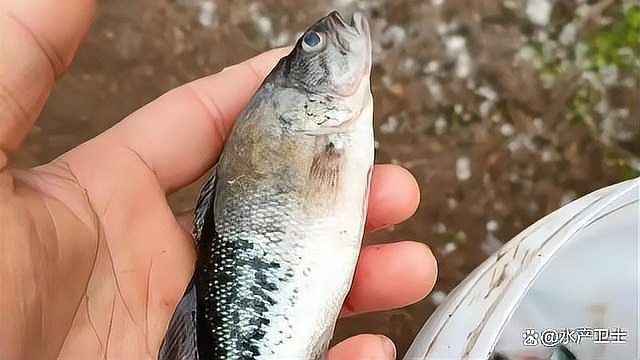 金魚水霉病的治療方法