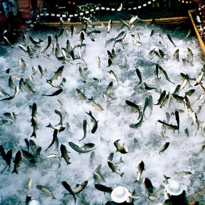 金魚水霉病的治療方法