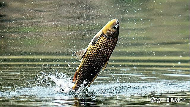 金魚水霉病的治療方法