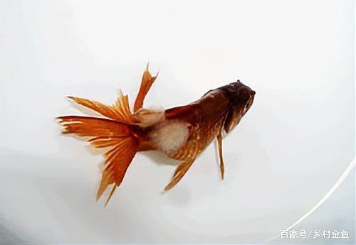 金魚水霉病的治療方法