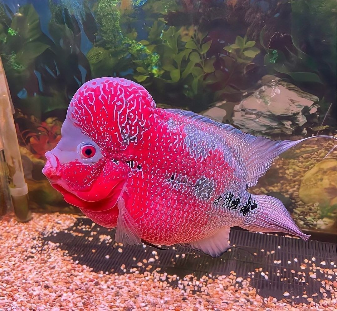 雷龍魚和羅漢魚哪個厲害點 雷龍魚和羅漢魚哪個厲害點 龍魚百科 第13張