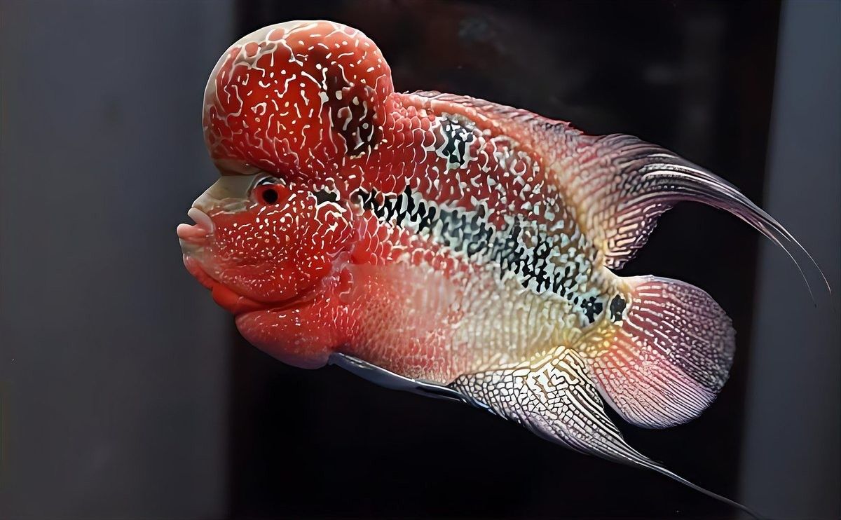 雷龍魚和羅漢魚哪個厲害點 雷龍魚和羅漢魚哪個厲害點 龍魚百科 第11張