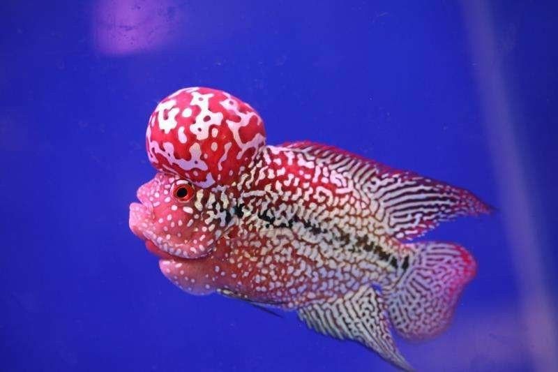 雷龍魚和羅漢魚哪個厲害點 雷龍魚和羅漢魚哪個厲害點 龍魚百科 第12張