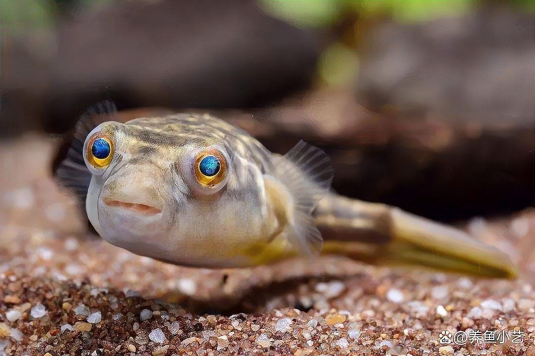 雷龍魚和羅漢魚哪個厲害點 雷龍魚和羅漢魚哪個厲害點 龍魚百科 第10張