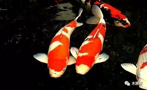 金龍魚的壽命有幾年啊（金龍魚的壽命一般在10到18年左右，可以活到20年以上）