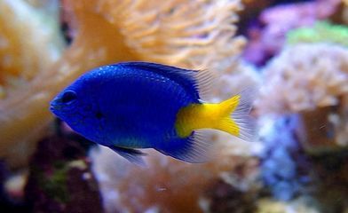 銀龍魚藍色背景（銀龍魚與藍色背景搭配的詳細信息）