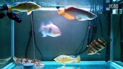 龍魚和錦鯉混養視頻：關于龍魚和錦鯉混養的問題 龍魚和錦鯉混養視頻：關于龍魚和錦鯉混養的問題 龍魚百科 第3張