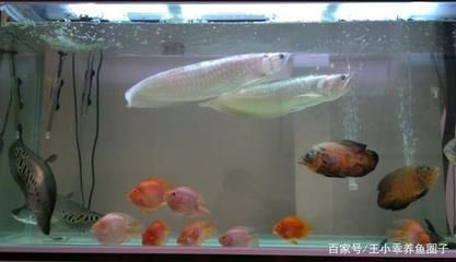 家里養銀龍魚風水好嗎（銀龍魚風水搭配指南） 家里養銀龍魚風水好嗎（銀龍魚風水搭配指南） 龍魚百科 第5張