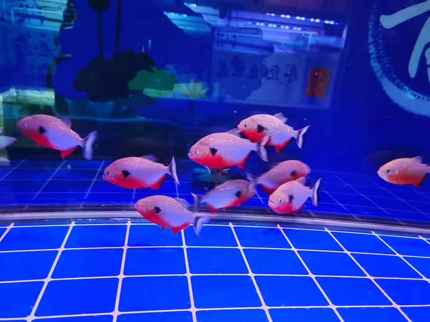 龍魚不正常的表現(xiàn)圖片大全：龍魚不正常的表現(xiàn)