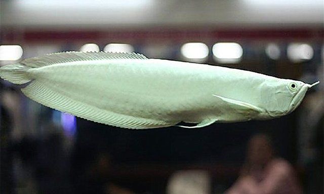 龍魚不正常的表現(xiàn)圖片大全：龍魚不正常的表現(xiàn)