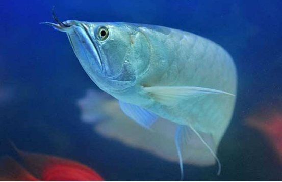 養(yǎng)龍魚和虎魚要養(yǎng)多少條合適