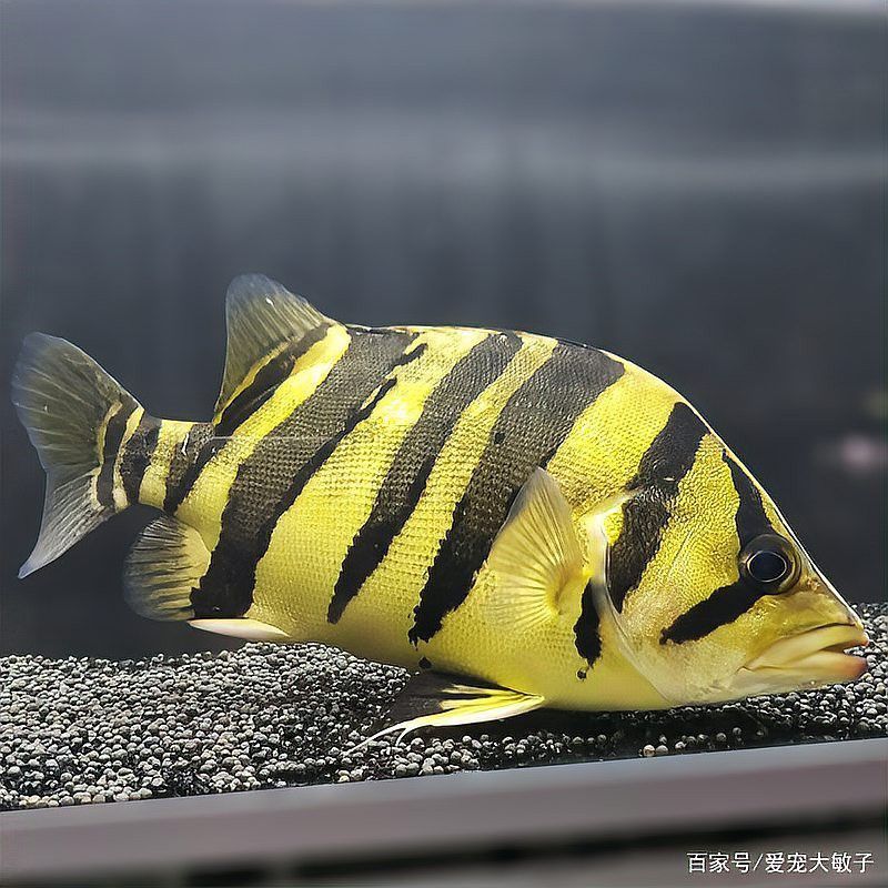 養龍魚和虎魚要養多少條合適