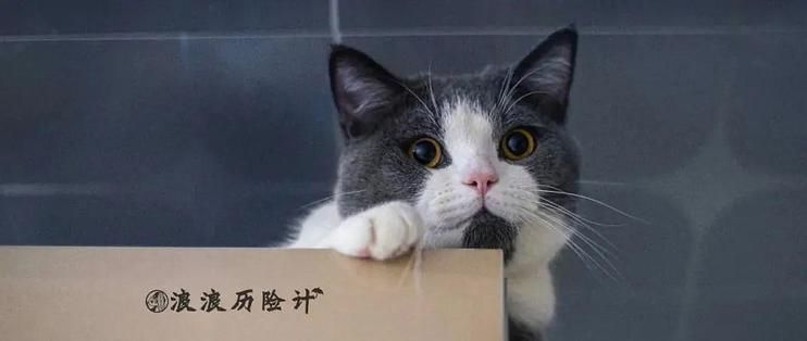 龍魚(yú)怎么買(mǎi)保險(xiǎn)的呢：支付寶寵物保險(xiǎn)購(gòu)買(mǎi)指南,龍魚(yú)保險(xiǎn)理賠流程詳解