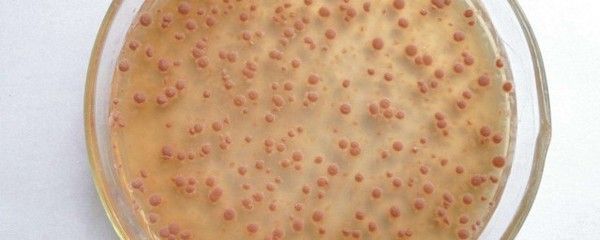 養金龍魚平時放硝化細菌嗎：養金龍魚時需要放硝化細菌嗎