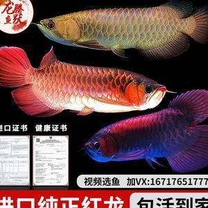 賽級(jí)紅龍魚(yú)的標(biāo)準(zhǔn)：賽級(jí)紅龍魚(yú)的養(yǎng)殖方法