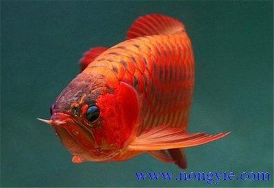 紅龍魚(yú)如何飼養(yǎng)好（紅龍魚(yú)的飼養(yǎng)方法）