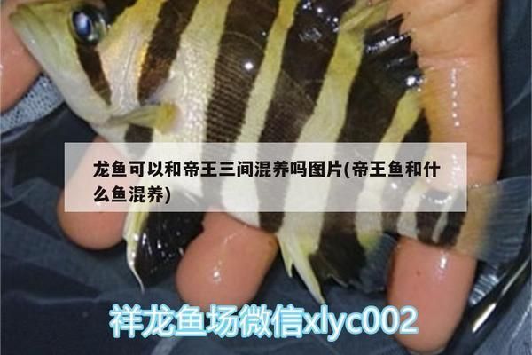 古典過背金龍魚什么時候發色最好看