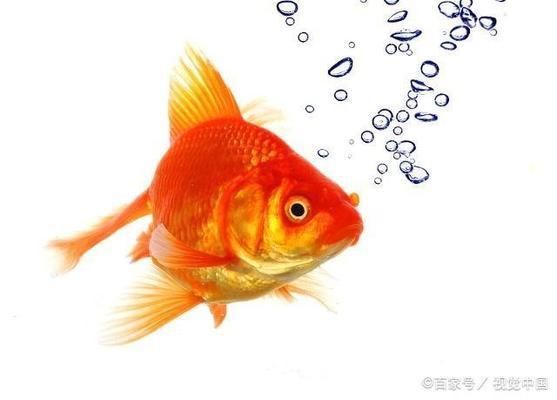 古典過背金龍魚什么時候發色最好看