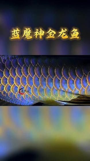 金龍魚芯片