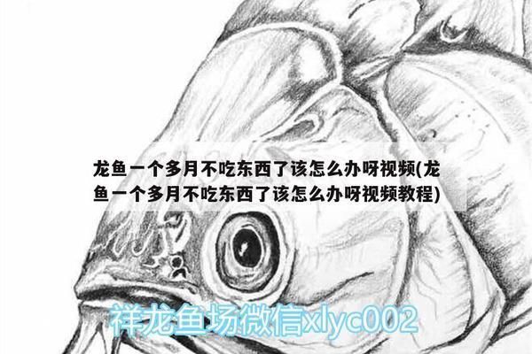 龍魚一個月不吃食怎么辦：龍魚一個月不吃食是一個需要關注的問題并采取相應措施