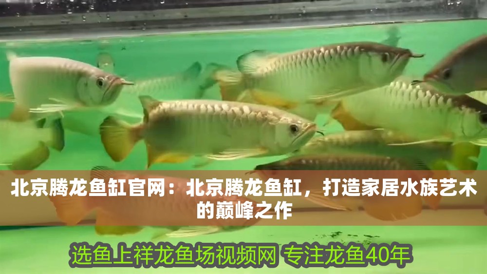 北京騰龍魚缸官網(wǎng)：北京騰龍魚缸，打造家居水族藝術(shù)的巔峰之作