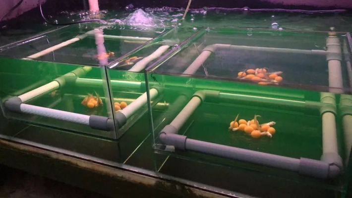 龍魚魚場，祥龍魚場的客戶評價 龍魚魚場，祥龍魚場的客戶評價 龍魚百科 第4張