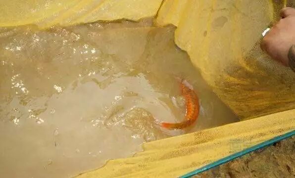 龍魚魚場，祥龍魚場的客戶評價 龍魚魚場，祥龍魚場的客戶評價 龍魚百科 第5張